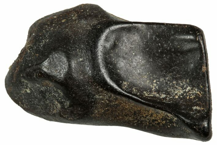 Fossil Triceratops Shed Tooth - Montana #350706